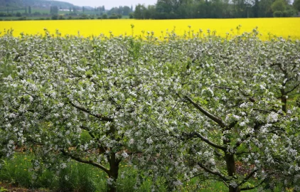 Proc lignohumat Univerzální použití