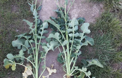 Fotogalerie Amagro AMINÁTOR (K BEZ POUŽITÍ)