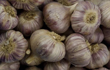 Fotogalerie Amagro ČESNEK LIGNO AKTIVÁTOR