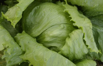 Fotogalerie Amagro DENVER - SALÁT LEDOVY SUPER NPK