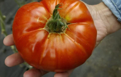 Fotogalerie Amagro HAMBORGEROVÉ RAJČE S LIGNOHUMÁT MAX