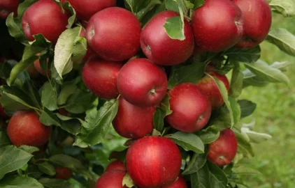 Fotogalerie Amagro JABLKA VITALIC