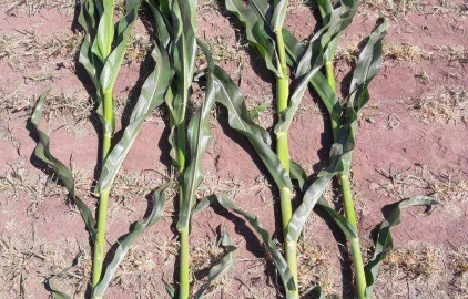 Fotogalerie Amagro K X VITALIC KUKUŘICE NABOČANY 2018