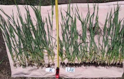 Fotogalerie Amagro LIGNO AKTIVATOR