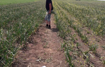 Fotogalerie Amagro LIGNO SUPER NPK ČESNEK