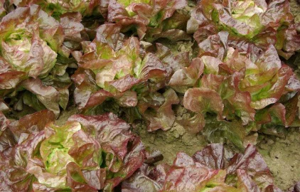 Fotogalerie Amagro LIGNO SUPER NPK