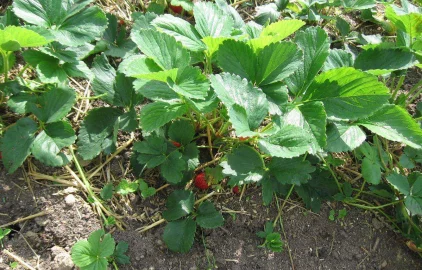 Fotogalerie Amagro LIGNOHUMÁT B JAHODY