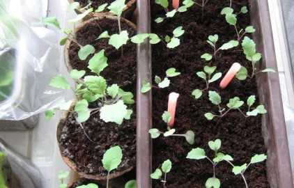 Fotogalerie Amagro LIGNOHUMÁT B KVĚTINÁČ