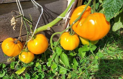 Fotogalerie Amagro LIGNOHUMÁT MAX