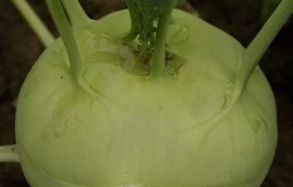 Fotogalerie Amagro POUŽIT VITALIC