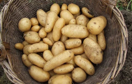 Fotogalerie Amagro PRÁVĚ VYKOPANÉ HLÍZY BEZ POŠKOZENÍ