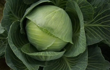 Fotogalerie Amagro VITALIC