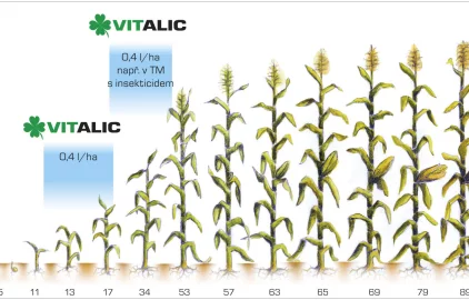 Fotogalerie Amagro TERMÍNY KUKUŘICE