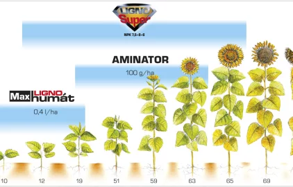 Fotogalerie Amagro TERMÍNY SLUNEČNICE
