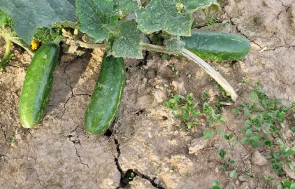 Fotogalerie Amagro 18.6.2024 - Výstava Naše Pole ve Zbýšově u Čáslavi, pokusné demonstrační políčko