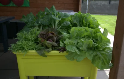 Proc lignohumat Umožňuje rostlinám lépe využívat živiny