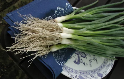 Proc lignohumat Zajistí mohutný kořenový systém