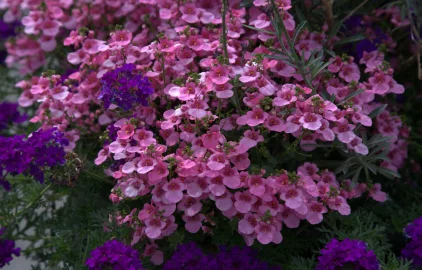 Proc lignohumat Široké aplikační okno