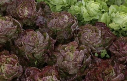 Proc lignohumat Aplikace přímo na list